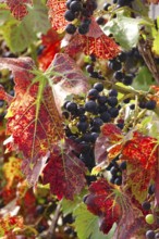 Grapes on the vine, autumn leaves, Germany