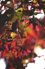 Fan maple, summer, Germany