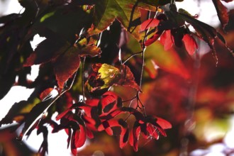 Fan maple, summer, Germany