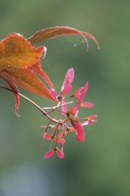 Fan maple, summer, Germany