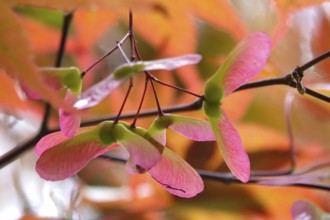 Fan maple, summer, Germany