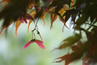 Fan maple, summer, Germany