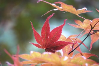 Fan maple, summer, Germany