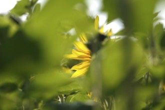 Picturesque sunflower, summer, Germany