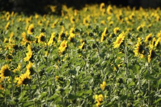 Picturesque sunflowers, Summer, Germany