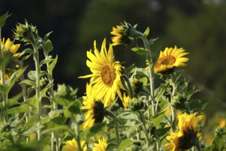 Picturesque sunflowers, Summer, Germany
