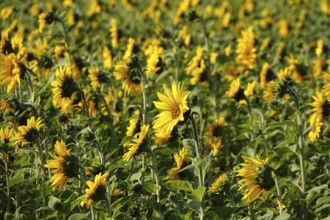 Picturesque sunflowers, Summer, Germany