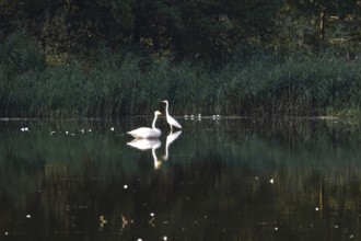 Great White Egret and Whooper Swan, Lusatian Pond Landscape, Summer, Saxony, Germany