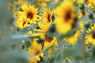 Picturesque sunflowers, Summer, Germany
