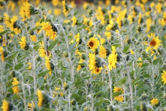 Picturesque sunflowers, Summer, Germany