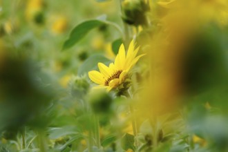 Picturesque sunflowers, Summer, Germany