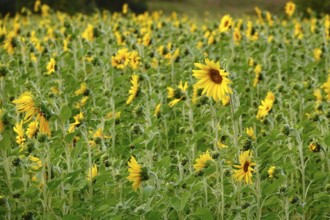 Picturesque sunflowers, Summer, Germany