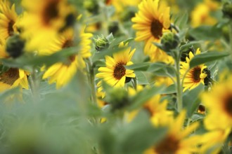 Picturesque sunflowers, Summer, Germany