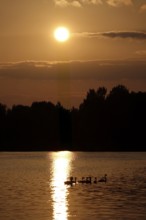 Lusatian pond landscape, beautiful evening mood, summer, Saxony, Germany