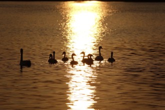 Lusatian pond landscape, beautiful evening mood, summer, Saxony, Germany