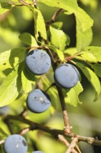 Blackthorn (Prunus spinosa), branch with ripe fruit, autumn, Wilnsdorf, North Rhine-Westphalia,