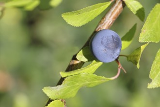 Blackthorn (Prunus spinosa), branch with ripe fruit, autumn, Wilnsdorf, North Rhine-Westphalia,