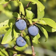 Blackthorn (Prunus spinosa), branch with ripe fruit, autumn, Wilnsdorf, North Rhine-Westphalia,