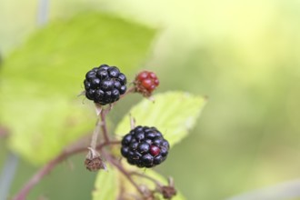 Blackberries (Rubus fruticosus), ripe fruit on a bush in a forest, Wilnsdorf, North