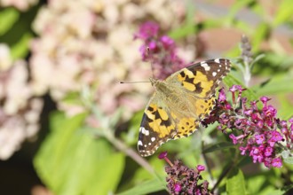 Thistle butterfly (Vanessa cardui) on a Buddleja davidii flower, Wilnsdorf, North Rhine-Westphalia,