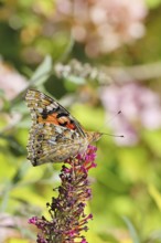 Thistle butterfly (Vanessa cardui) on a Buddleja davidii flower, wings closed, underside of wings,