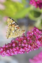 Thistle butterfly (Vanessa cardui) on a Buddleja davidii flower, wings closed, underside of wings,