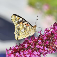 Thistle butterfly (Vanessa cardui) on a Buddleja davidii flower, wings closed, underside of wings,