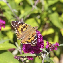 Thistle butterfly (Vanessa cardui) on a Buddleja davidii flower, Wilnsdorf, North Rhine-Westphalia,