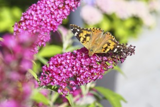 Thistle butterfly (Vanessa cardui) on a Buddleja davidii flower, Wilnsdorf, North Rhine-Westphalia,