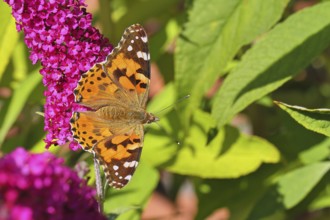 Thistle butterfly (Vanessa cardui) on a Buddleja davidii flower, Wilnsdorf, North Rhine-Westphalia,