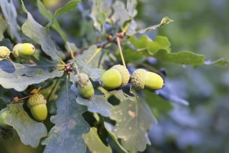 Acorns and leaves of the English oak (Quercus robur), autumn, Wilnsdorf, North Rhine-Westphalia,