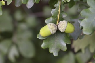Acorns and leaves of the English oak (Quercus robur), autumn, Wilnsdorf, North Rhine-Westphalia,