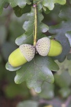 Acorns and leaves of the English oak (Quercus robur), autumn, Wilnsdorf, North Rhine-Westphalia,