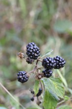 Blackberries (Rubus fruticosus), ripe fruit on a bush in a forest, Wilnsdorf, North