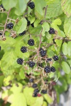 Blackberries (Rubus fruticosus), ripe fruit on a bush in a forest, Wilnsdorf, North