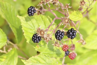 Blackberries (Rubus fruticosus), ripe fruit on a bush in a forest, Wilnsdorf, North