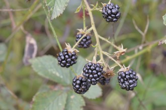 Blackberries (Rubus fruticosus), ripe fruit on a bush in a forest, Wilnsdorf, North