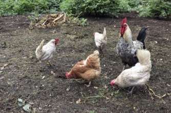Domestic cock, rooster (Gallus gallus domesticus) and hens, chickens foraging in a free-range