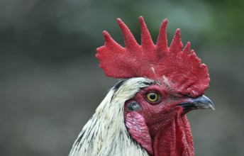Rooster (Gallus gallus domesticus) in the outdoor enclosure