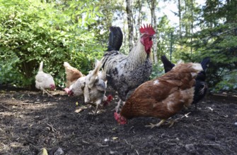 Domestic cock, rooster (Gallus gallus domesticus) and hens, chickens foraging in a free-range