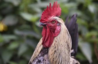 Rooster (Gallus gallus domesticus) in the outdoor enclosure