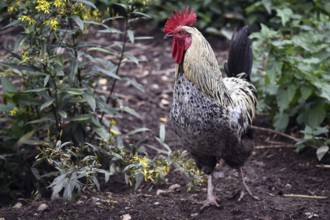 Rooster (Gallus gallus domesticus) in the outdoor enclosure