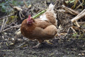 Domestic chicken, (Gallus gallus domesticus) Chicken, hen foraging in a free-range enclosure