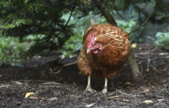 Domestic chicken, (Gallus gallus domesticus) Chicken, hen foraging in a free-range enclosure