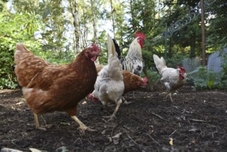 Domestic cock, rooster (Gallus gallus domesticus) and hens, chickens foraging in a free-range