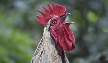 Domestic cock (Gallus gallus domesticus) crows cock-a-doodle-doo