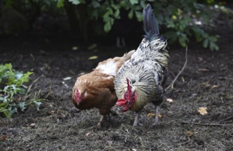 Domestic cock, rooster (Gallus gallus domesticus) and hens, chickens foraging in a free-range
