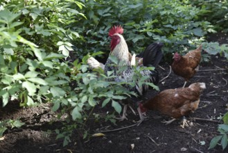 Domestic cock, rooster (Gallus gallus domesticus) and hens, chickens foraging in a free-range