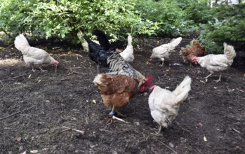 Domestic cock, rooster (Gallus gallus domesticus) and hens, chickens foraging in a free-range