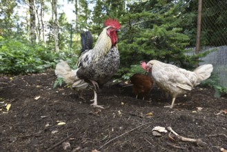 Domestic cock, rooster (Gallus gallus domesticus) and hens, chickens foraging in a free-range